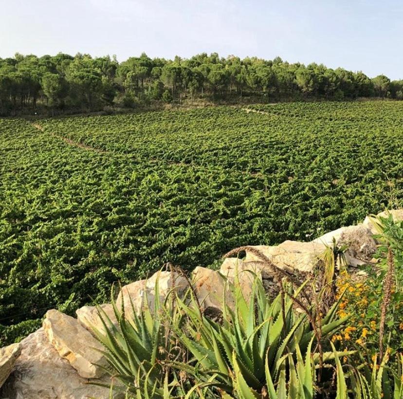 Agriturismo Tenute Pispisa Segesta Calatafimi Luaran gambar