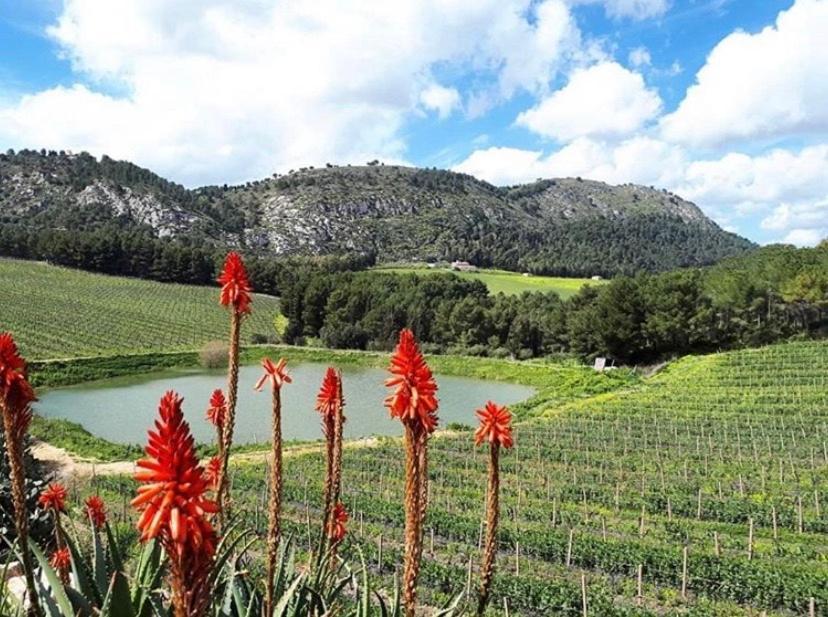 Agriturismo Tenute Pispisa Segesta Calatafimi Luaran gambar
