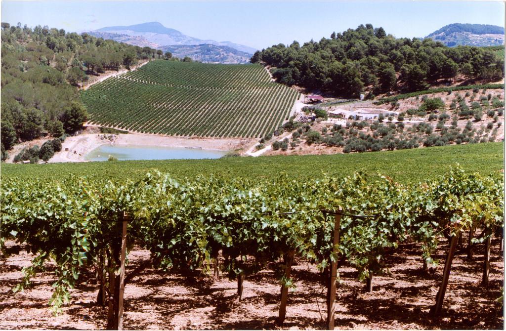 Agriturismo Tenute Pispisa Segesta Calatafimi Luaran gambar